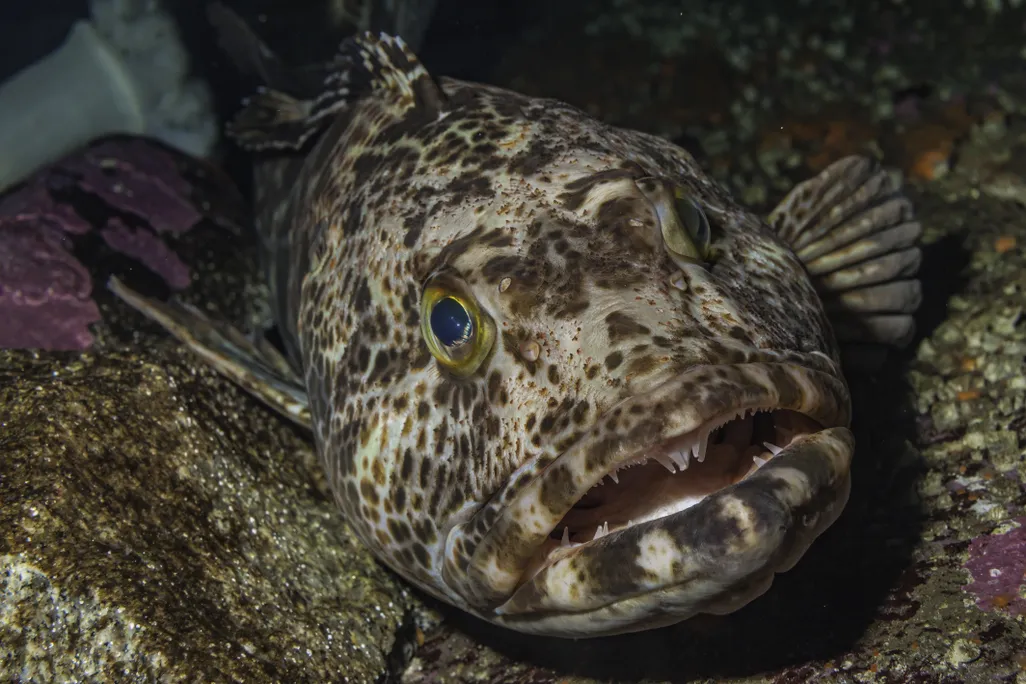A pacific lingcod underwater, a long brown speckled fish with a wide mouth