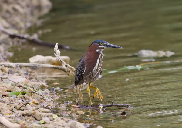 On the hunt thumbnail