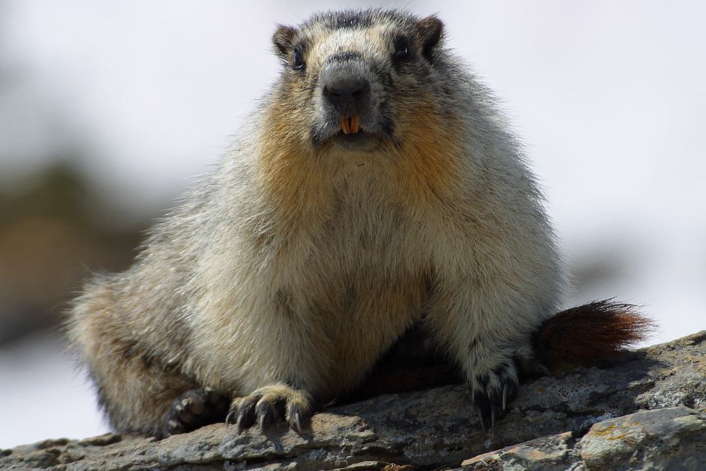 Yellow-bellied-marmots.jpg