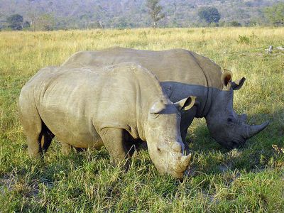 Rhinos grazing in a South African park