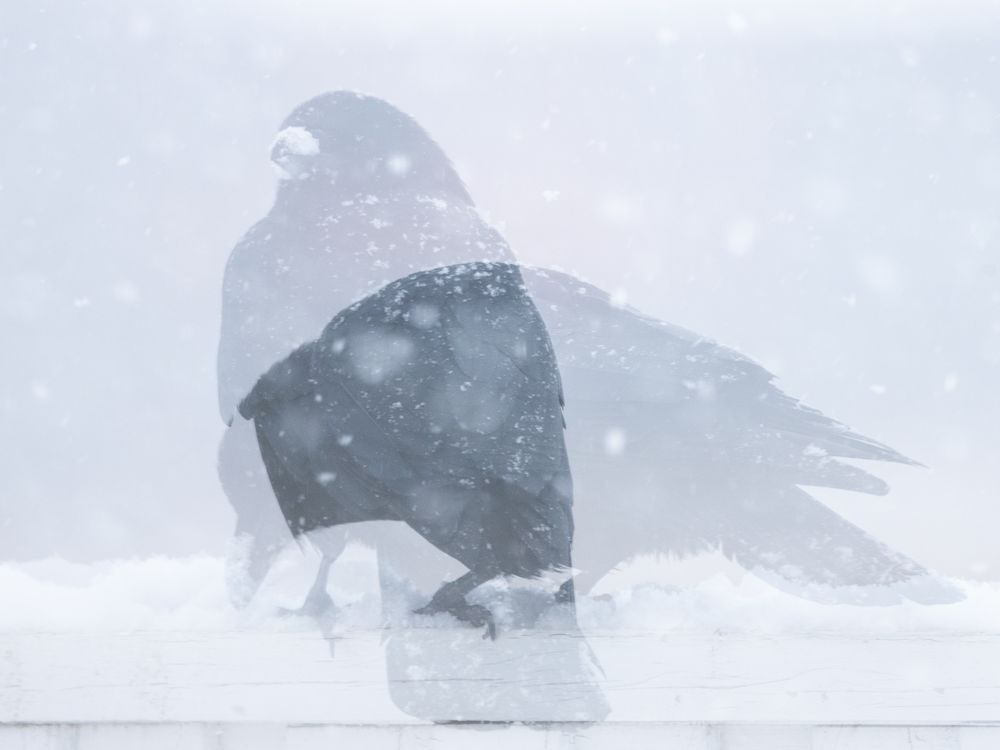 Crow In The Snow | Smithsonian Photo Contest | Smithsonian Magazine