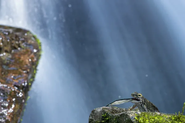 Delicious food by the waterfall thumbnail
