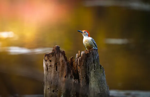 Red Bellied Woodpecker thumbnail