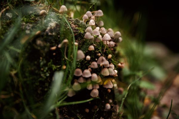 Mushrooms on the river thumbnail