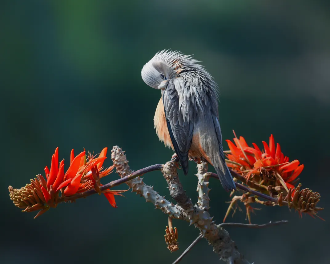 3 - A blue-feathered bird peeks from under his wing while “posing” among brightly colored flowers.