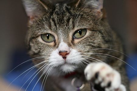 No cats were successfully or unsuccessfully degaussed for this article. 