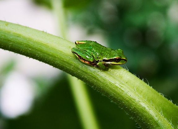 20130730083023frog.jpg