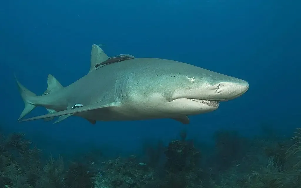 A lemon shark