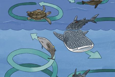 The researchers found that 3D tracking tags picked up circling movements in various animals including, king penguins, tiger sharks, whale sharks and a Cuvier's beaked whale.


