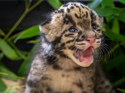 The clouded leopard kitten, born last month at the Oklahoma City Zoo, has now been transferred to the Nashville Zoo to be hand-reared and eventually paired with a mate.