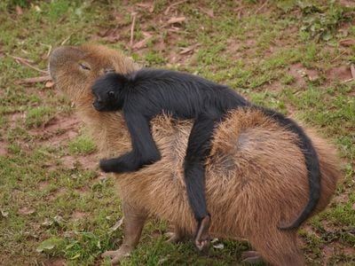 A spider monkey hangs out on the back of a capybara, via Animals Sitting on Capybaras  
