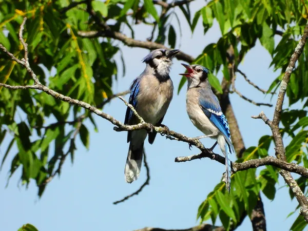 Mr. and Mrs. Bluebird thumbnail