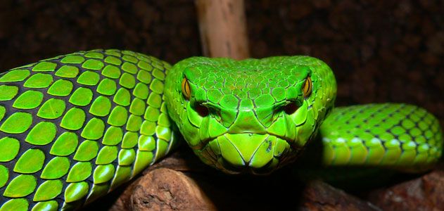 Gumprechts green pit viper