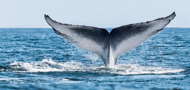 Blue whale earplugs can reveal some of these aquatic giants’ life events.