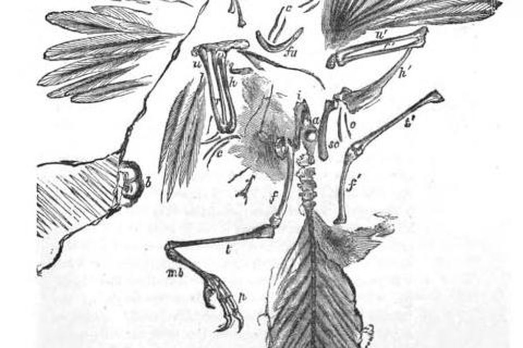 20110520083250london-archaeopteryx.jpg