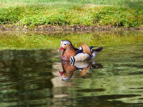 Mandarin Duck in pond at Kroller-Muller Museum thumbnail