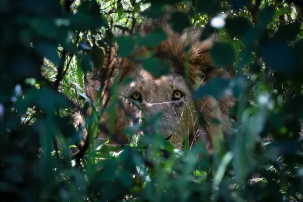 The Gaze of the Lion thumbnail