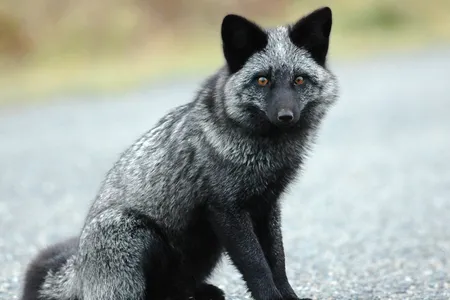 Many friendly foxes carried a version of a gene that differed from their feral counterparts.