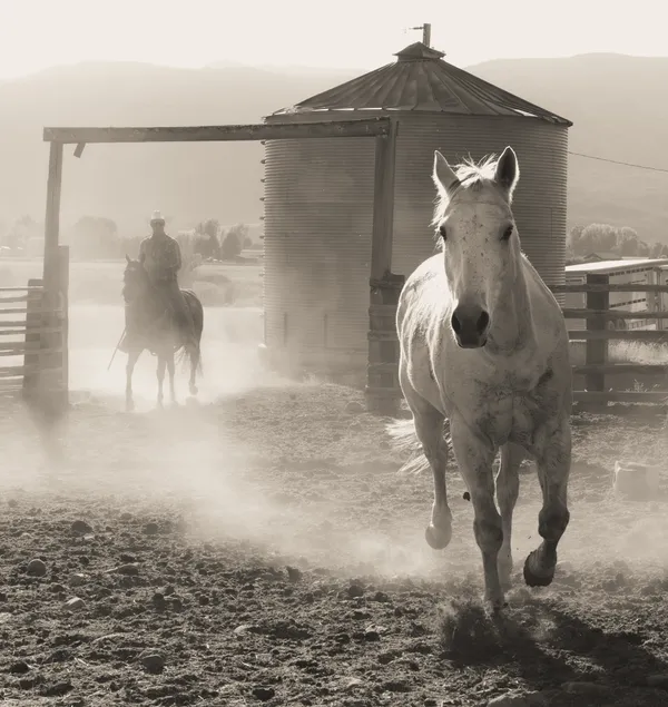 Back to the barn thumbnail