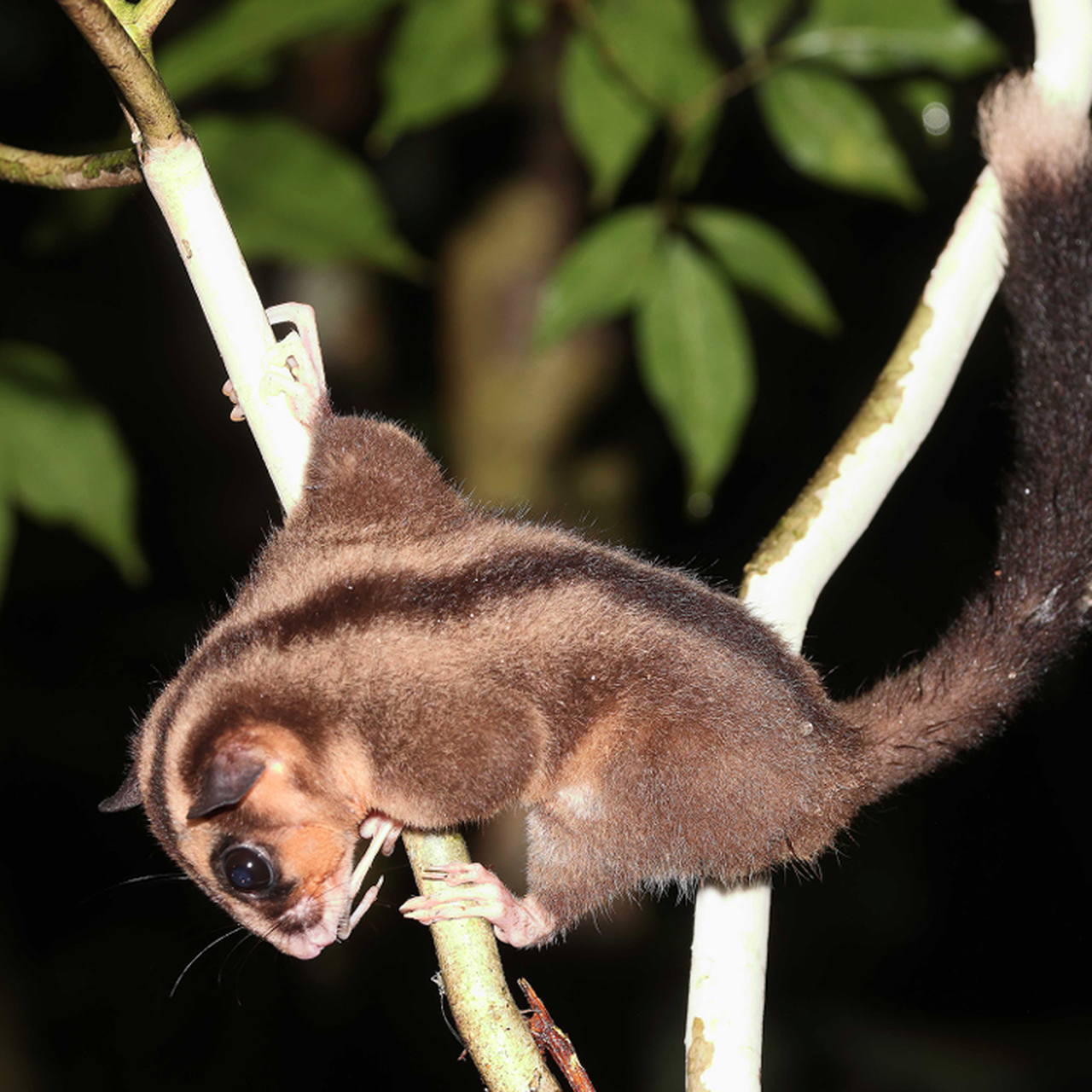 Extinct In The Wild Animals Examples