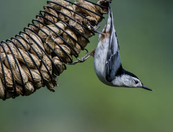 White-breasted Nuthatch thumbnail