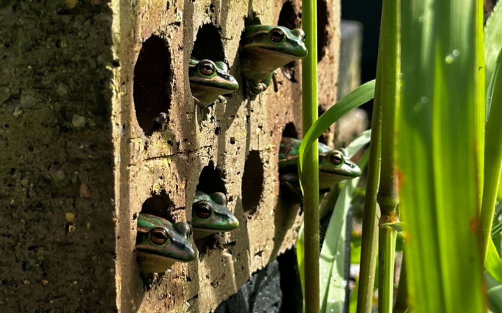 Frogs sticking heads out of brick holes next to green foliage