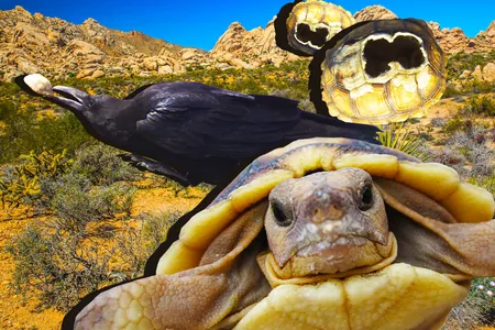 Ravens prey on juvenile desert tortoises.