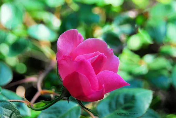 Garden Rose thumbnail