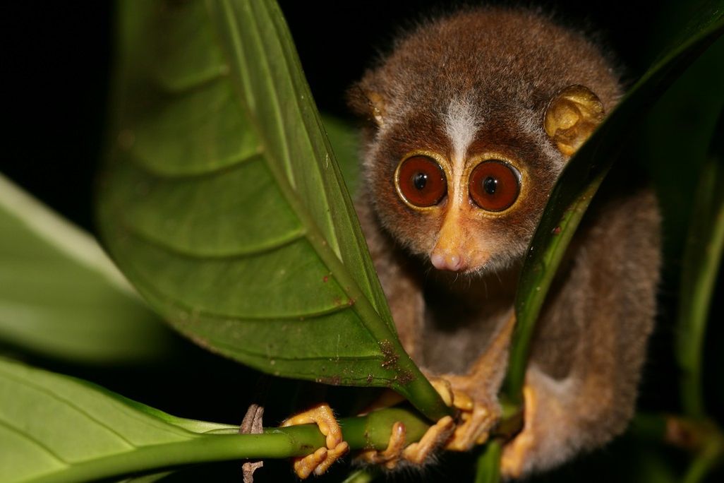 Sri Lakan Slender Loris