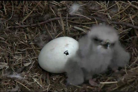 These baby eagles mean business.