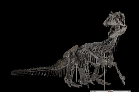 nmnh2018_allosaurus_fragilis_usnm4734_002.jpg