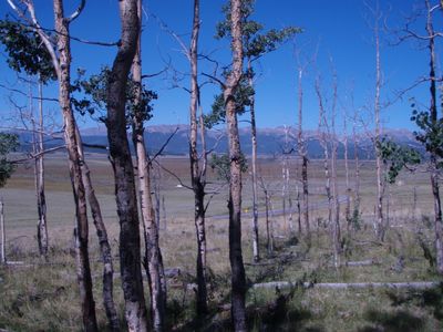 Severe drought killed this stand of trembling aspen trees, Populus tremuloides, near Fairplay, Colorado.