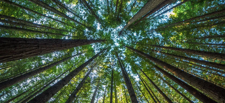  Grove of Sequoia 