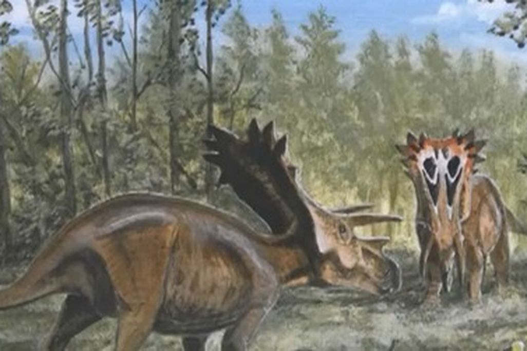 20120224090023anchiceratops-thumb.jpg