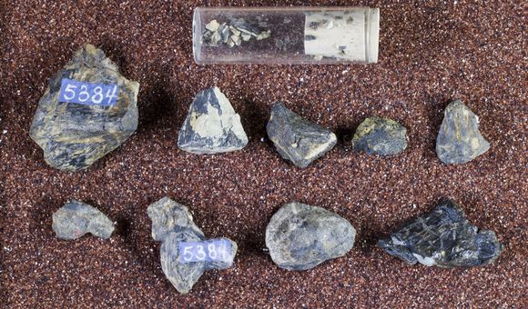 This fossilized dinosaur head and vertebrae were discovered in 1883 but only recently gained its name, Smitanosaurus agilis. (Smithsonian)