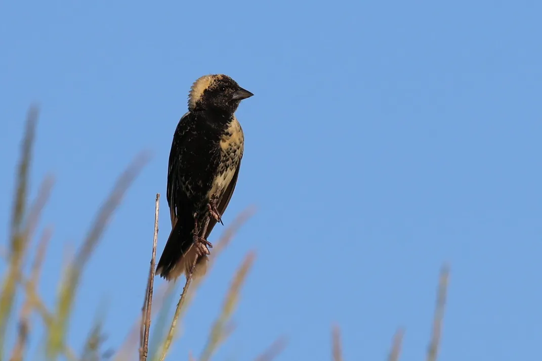 A bird sitting atop a sturdy blade of grass against a blue sky backdrop