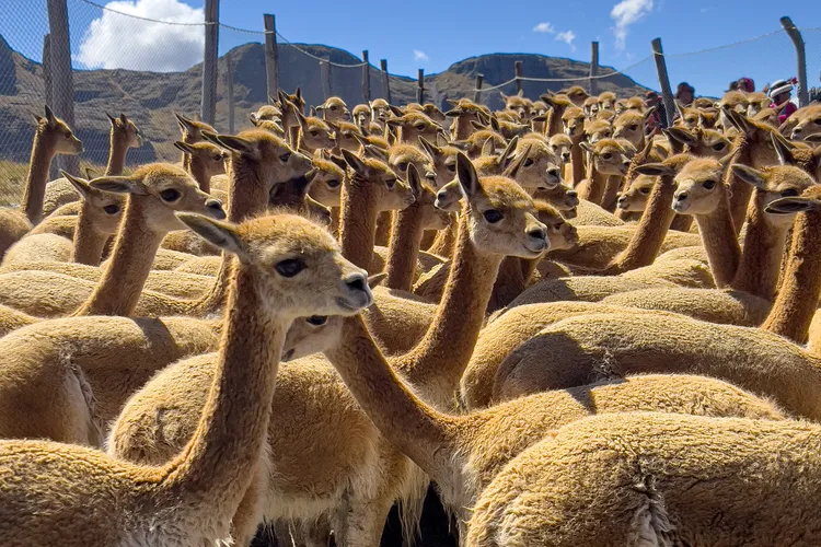 Through this model of community-based conservation, Peru&rsquo;s vicu&ntilde;a population has grown to over 200,000.