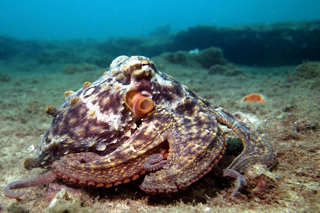 A common Sydney octopus that has brownish red coloring with light speckles against the ocean floor