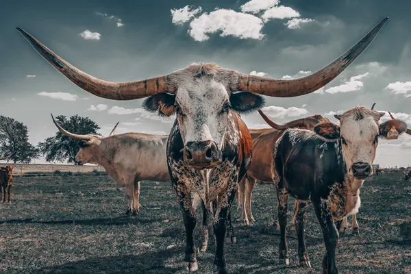 A longhorn momma and her calf in a field thumbnail