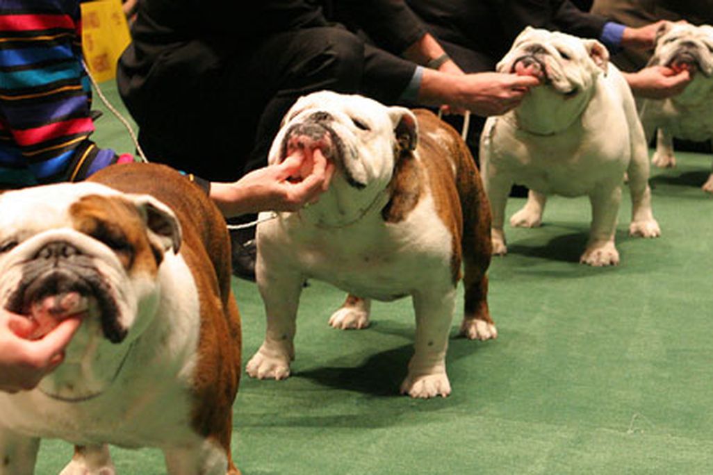 dogshow-631.jpg