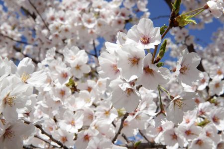 Cherry blossoms in peak bloom on April 1, 2019 at Washington's Tidal Basin.
