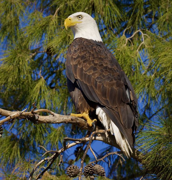 Beautiful Bald eagle thumbnail