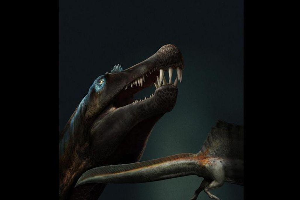 Artist's interpretation of a toothy Spinosaurus.