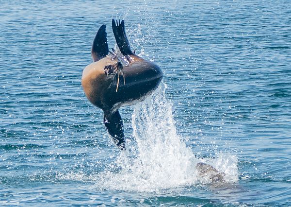 Sea lion acrobatics thumbnail