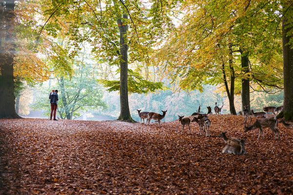 A father and son looking at deer in Marselisborg Dyrehave in Denmark thumbnail