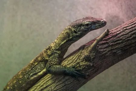 Reptile keepers are warming up to a new monitor lizard this winter, a young Komodo dragon named Onyx.