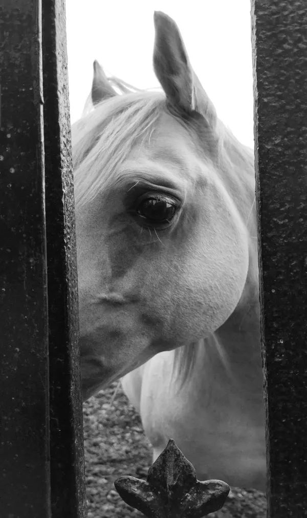 Black and White of English horse close up thumbnail