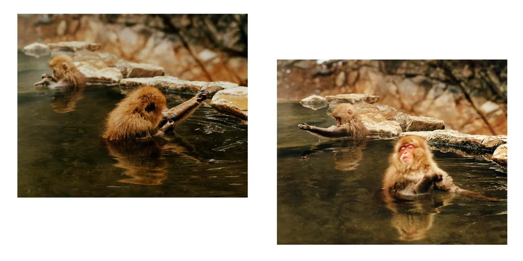 Macaques gravitate toward the warm water during the winter. Park attendants lure them with food so visitors can see them the rest of the year. 