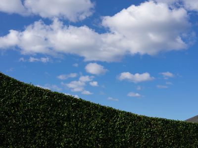 SOCIAL- A neatly trimmed border hedge in Craigleith, Edinburgh.