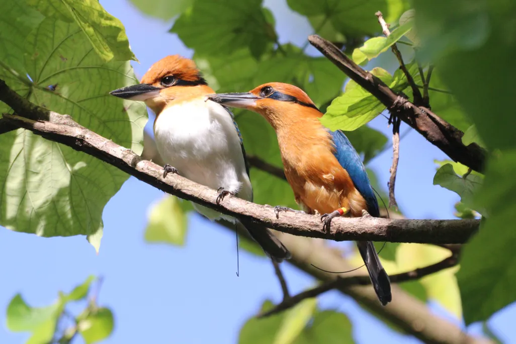 Two birds sitting on a branch